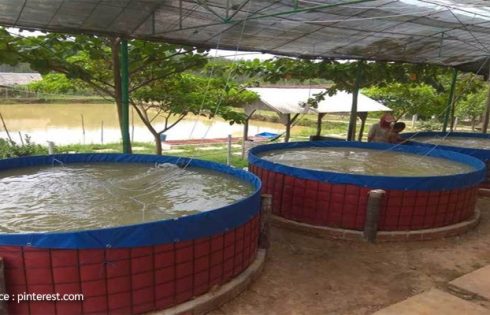 5 Small Scale Fish Farming Business Ideas You Should Consider Investing In