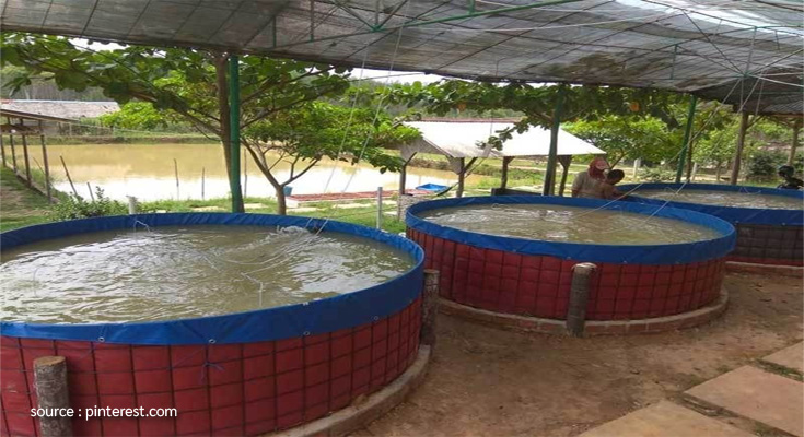 5 Small Scale Fish Farming Business Ideas You Should Consider Investing In