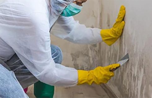 How Do Mold Removal Companies Get the Job Done?