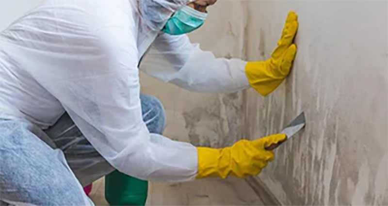 How Do Mold Removal Companies Get the Job Done?