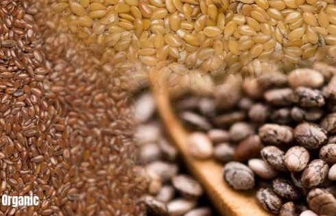 How to Buy Bulk Organic Seeds for Your Business